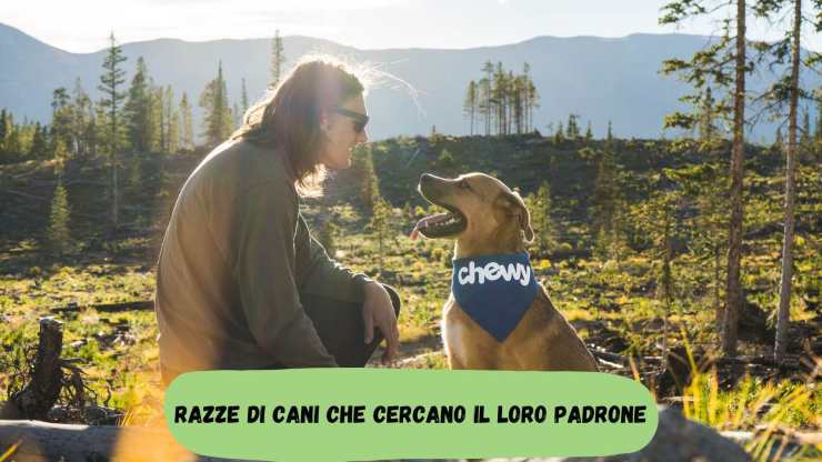 Cani che cercano il loro padrone Cani che cercano il loro padrone