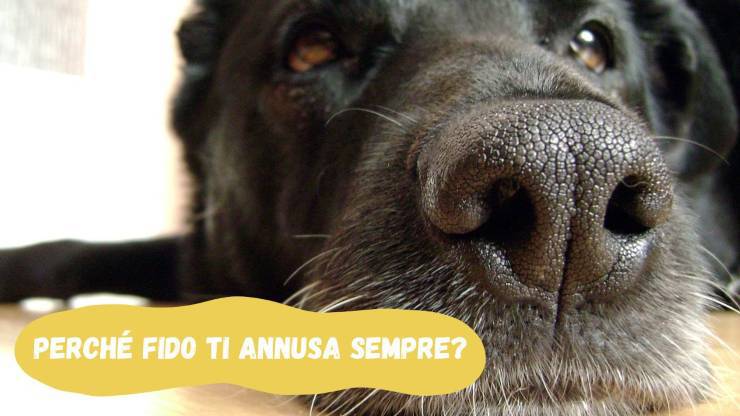 Il cane ti annusa sempre