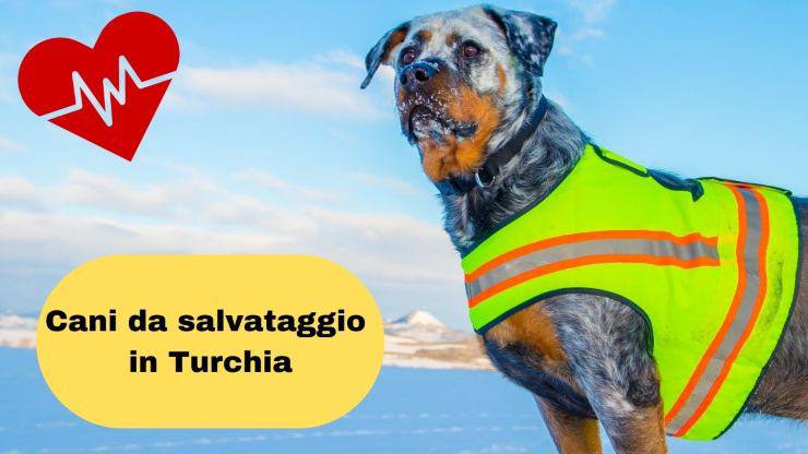 Terremoto Turchia e cani da salvataggio Terremoto Turchia e cani da salvataggio