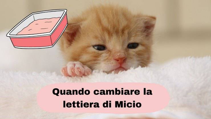 Cambiare la lettiera del gatto Cambiare la lettiera del gatto