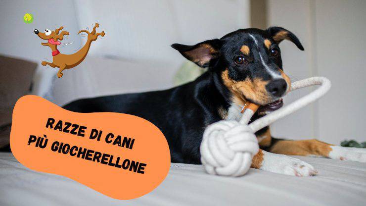 Razze di cani più giocherellone Razze di cani più giocherellone