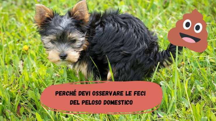 Osservare le feci del tuo amico a quattro zampe Osservare le feci del tuo amico a quattro zampe