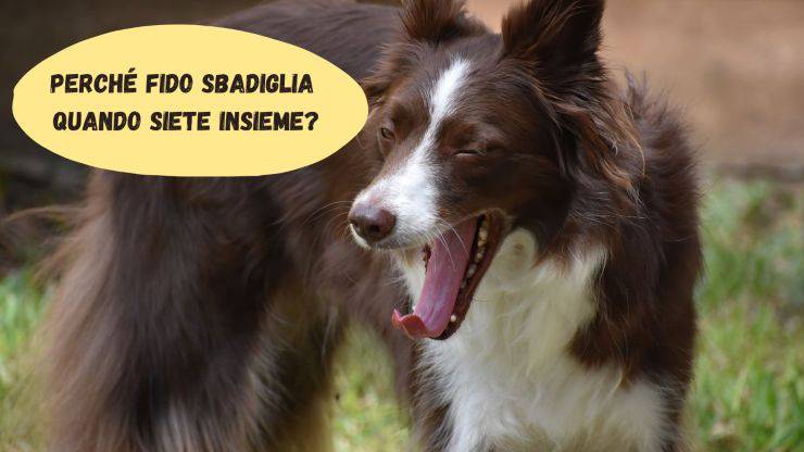 Il cane sbadiglia quando stiamo insieme Il cane sbadiglia quando stiamo insieme