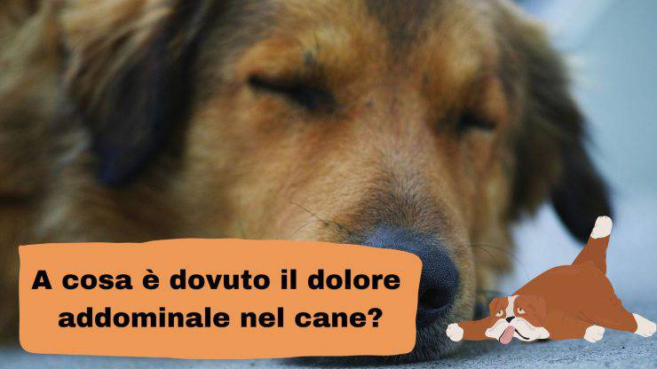 Dolore addominale nel cane Dolore addominale nel cane