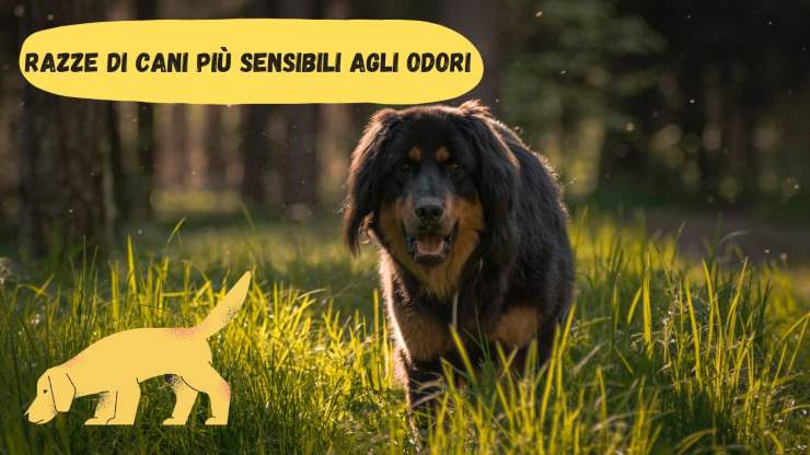 Razze di cani più sensibili agli odori Razze di cani più sensibili agli odori