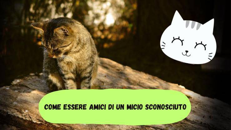 Fare amicizia con un gatto sconosciuto Fare amicizia con un gatto sconosciuto