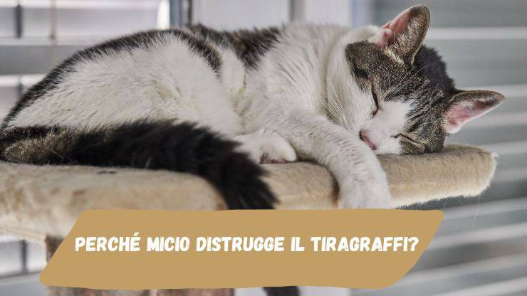 Il gatto distrugge il tiragraffi Il gatto distrugge il tiragraffi