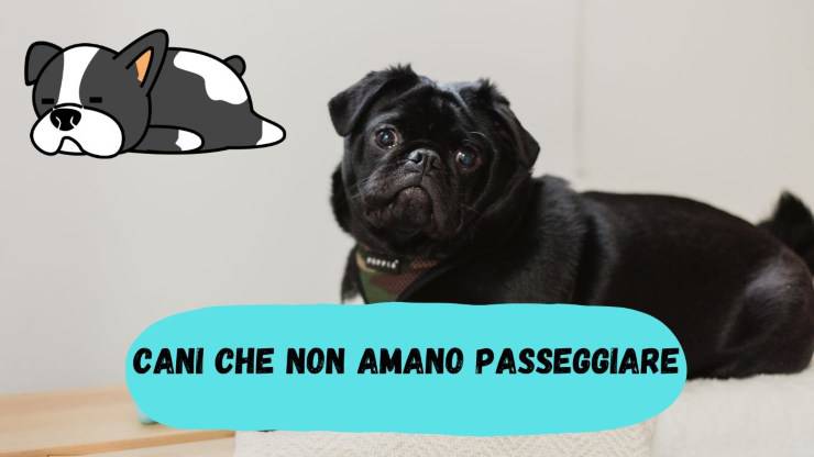 Cani che non amano passeggiare Cani che non amano passeggiare
