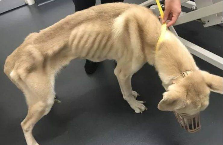 cane emaciato