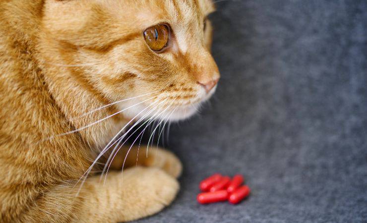 vitamine E gatto