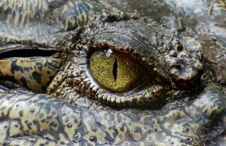 coccodrillo specie antica mare
