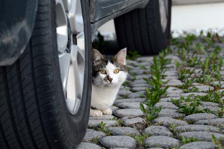 Felino vuole nascondersi sotto la macchina