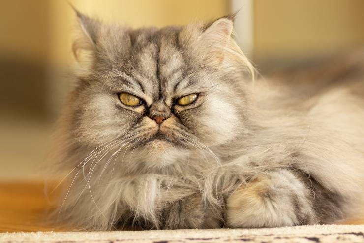 Pulizia della lettiera del felino
