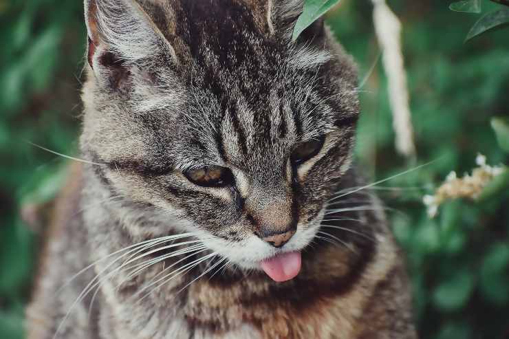 Il gatto si è infastidito
