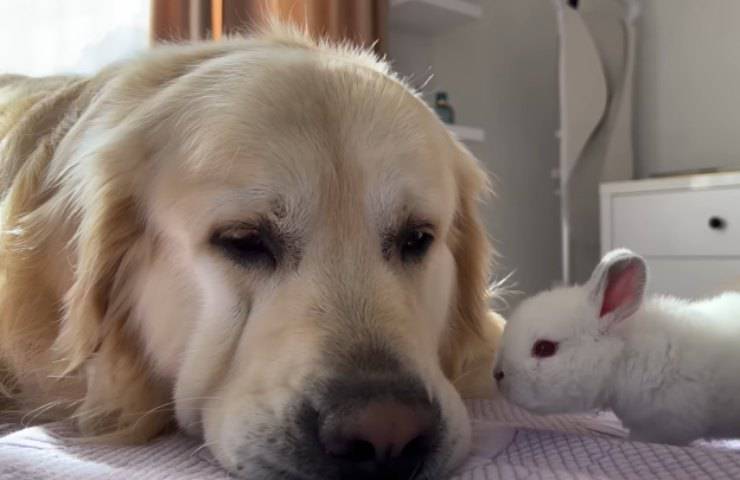 cane coniglietti prima volta
