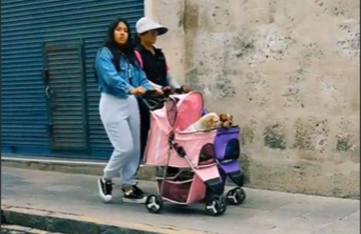 video cani economici figli