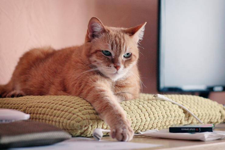 Il felino e il suo comportamento