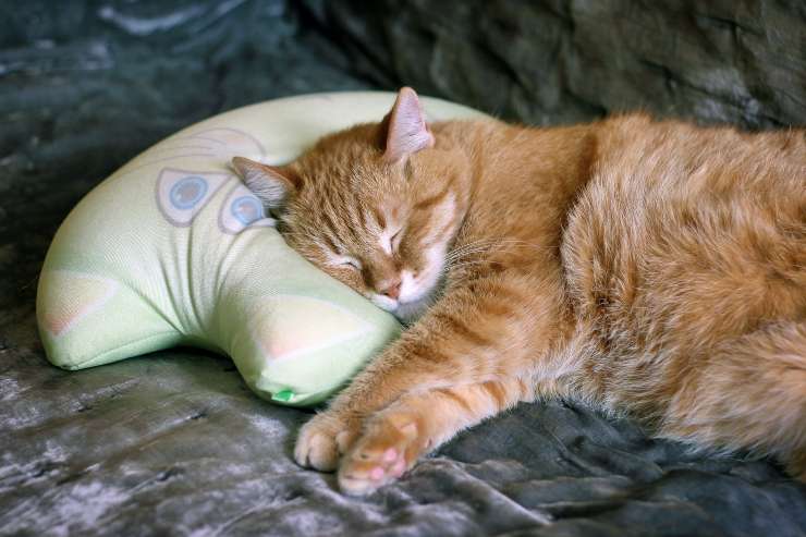 Micio dorme sul mio cuscino