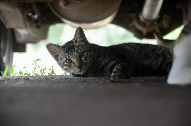 Il gatto e il suo comportamento