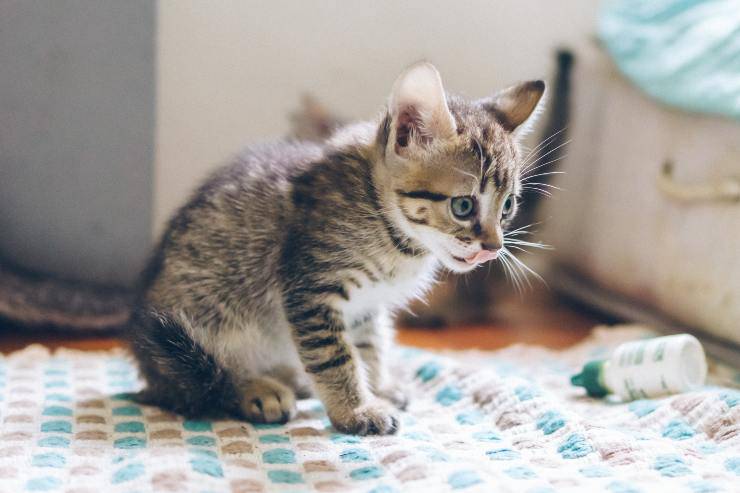 La lettiera del felino