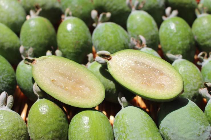 Grande quantità di guava