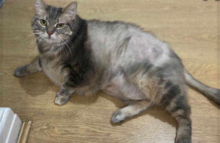 Gattina Bertha dieta dimagrire