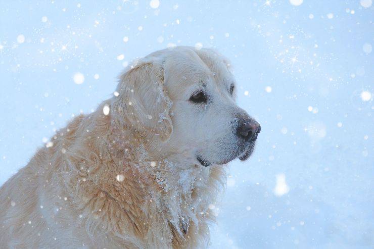 Il cane sta cercando il padrone