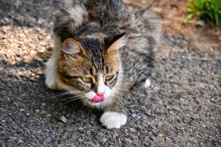 Il disturbo nel felino