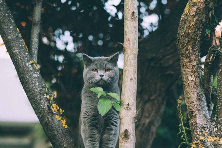 Razze feline che amano stare sole