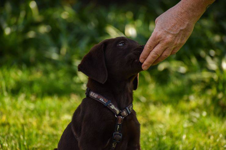 Fido nutrito dal padrone