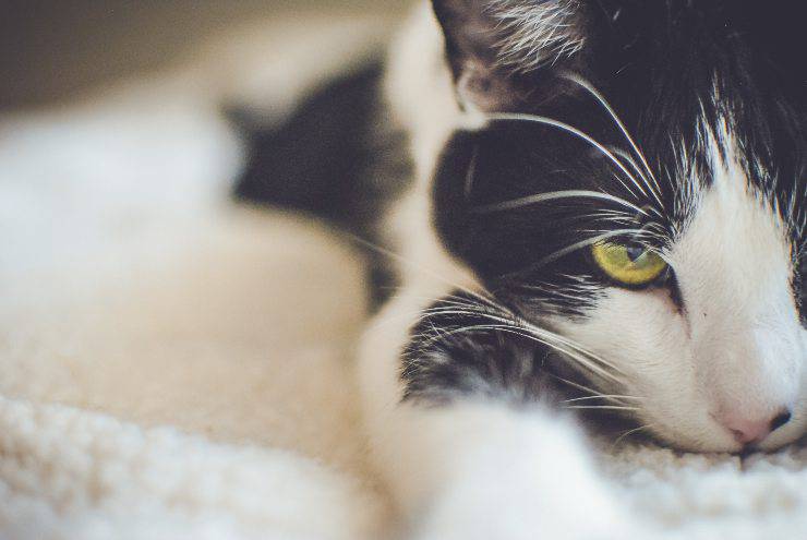 Gatti più permalosi