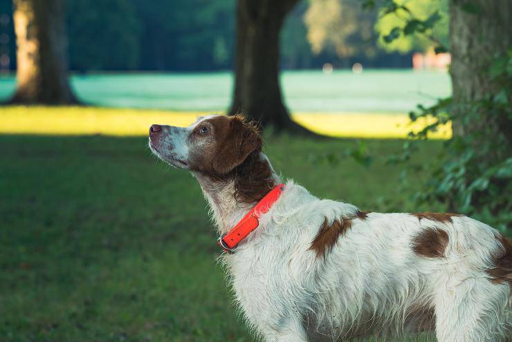 Il comportamento di fido
