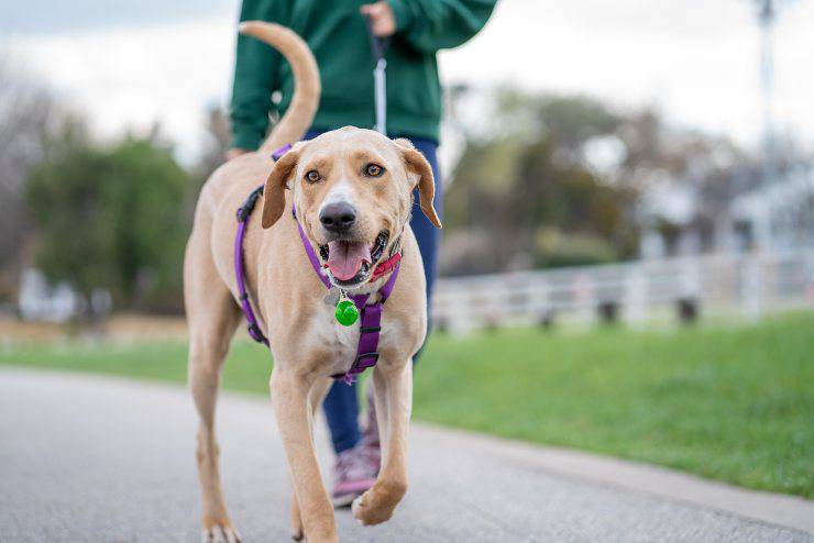 Razze di cani che cercano il loro padrone