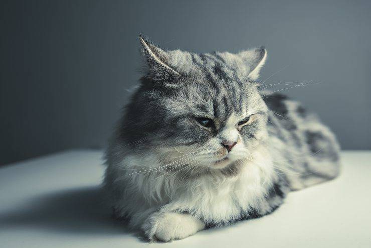 Razze feline più permalose
