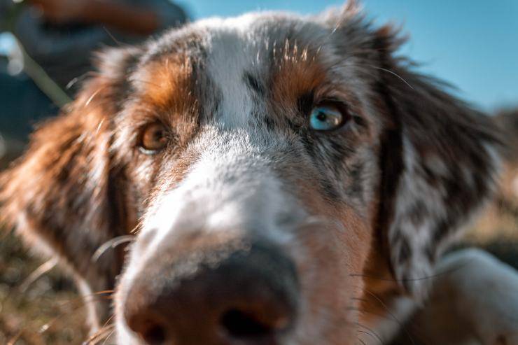 Fido ti annusa ogni volta