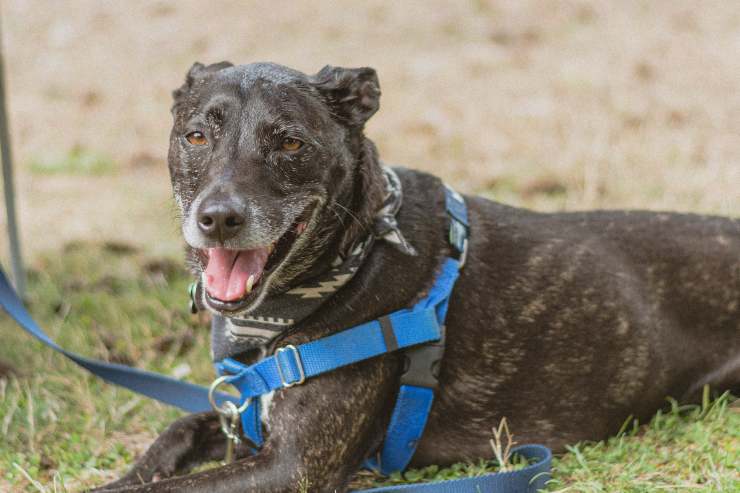 I cani da salvataggio in Turchia