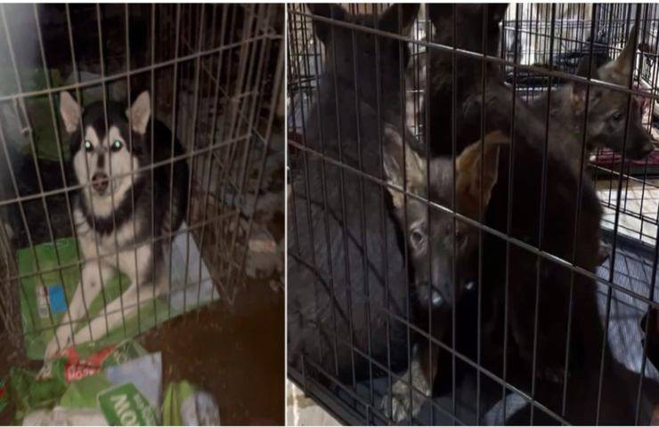 38 cani chiusi in gabbia