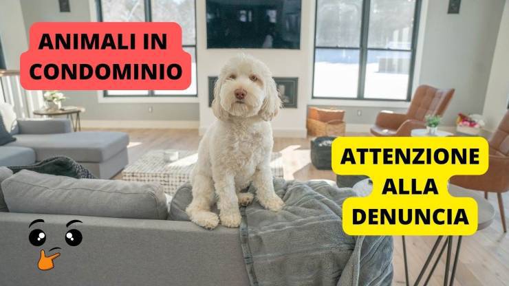 Cane in appartamento