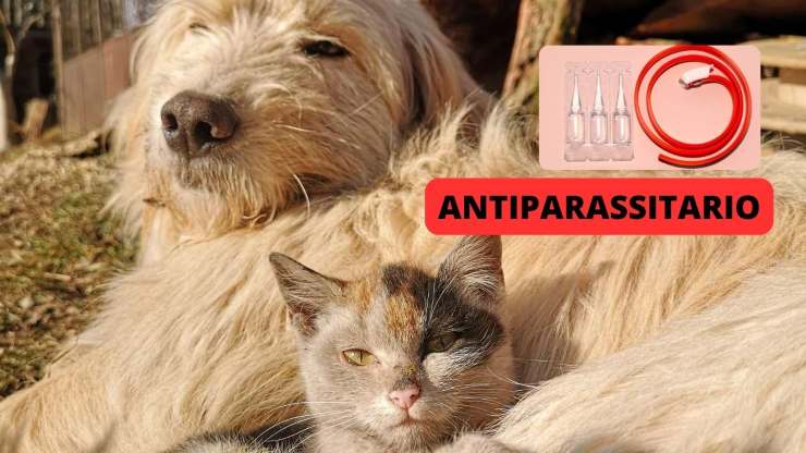 antiparassitario cane e gatto