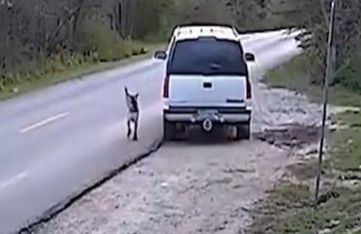 Abbandona il suo cane e filma tutto