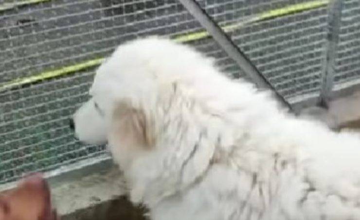 cane alfonso cerca casa