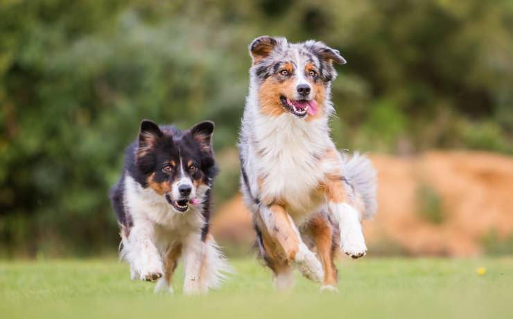 Australian Shepherd