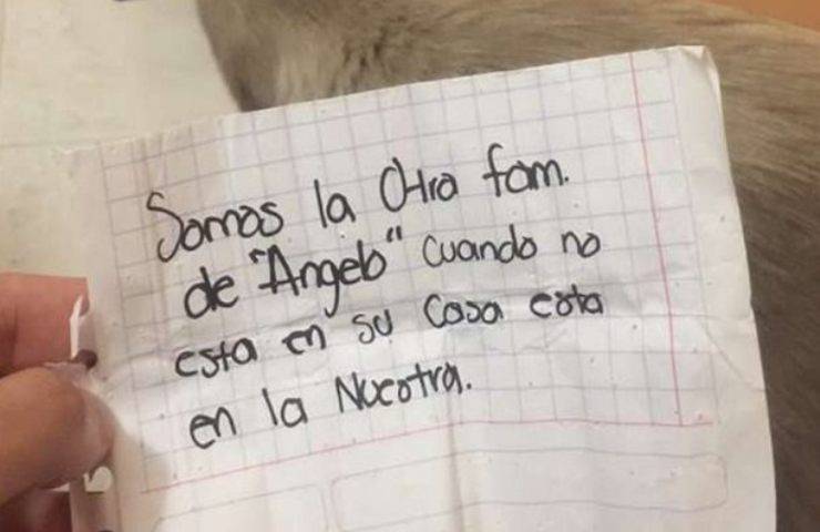 gatto viveva due vite