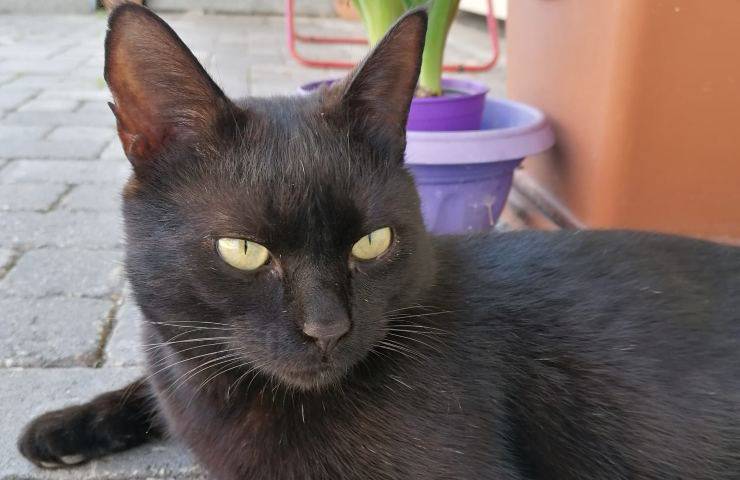 gatto sparato con fucile piemonte