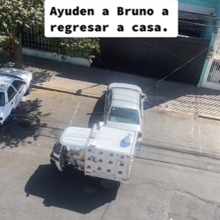 cane Bruno cercare casa