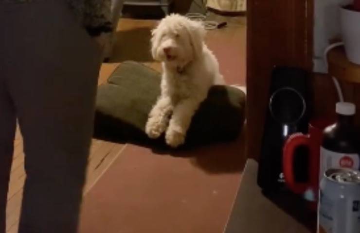 cane sordo cieco balletto