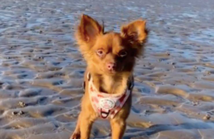 chihuahua dolce pensiero mare 