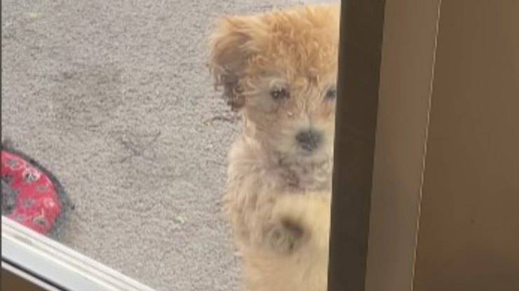cagnolina vuole entrare dalla porta