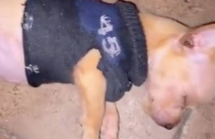 cagnolino moncho sonno profondo