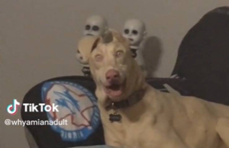 Cagnolino sorride inquietante video